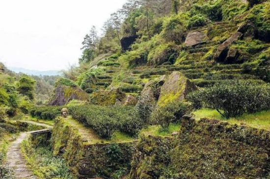 肉桂茶和大紅袍哪個(gè)貴，武夷山肉桂與大紅袍的價(jià)格比較