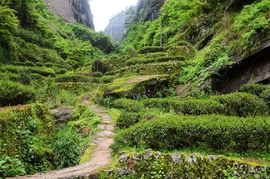 肉桂茶和大紅袍哪個(gè)貴，武夷山肉桂與大紅袍的價(jià)格比較