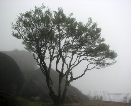 宋種一號價值為什么高，鳳凰單樅宋種1號價格與產量多少？