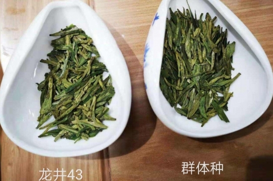 43號(hào)龍井屬于好茶嗎，龍井茶43號(hào)是什么意思？