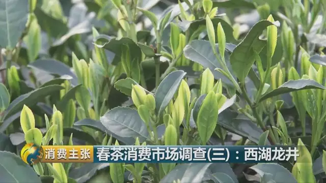 龍井群體種和43號的區(qū)別圖片，龍井43和群體種哪個好喝？