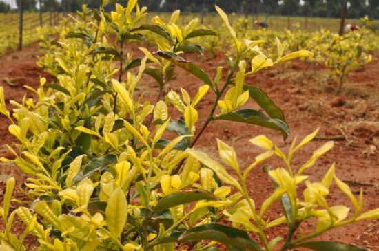 茶中奇葩黃金芽，安吉白茶中黃金芽的特點