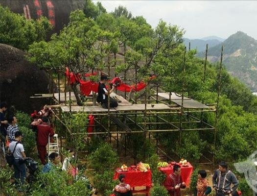 宋種一號價值為什么高，鳳凰單樅宋種1號價格與產量多少？