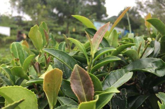 43號(hào)龍井屬于好茶嗎，龍井茶43號(hào)是什么意思？