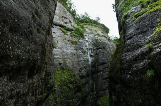 母樹大紅袍給誰喝了，為什么母樹大紅袍叫三棵六株？