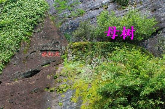 大紅袍拼配什么意思，大紅袍用什么茶拼配的