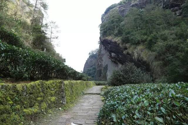 武夷山為什么盛產茶葉，武夷山茶為什么好喝？