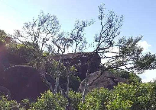 宋種一號價值為什么高，鳳凰單樅宋種1號價格與產量多少？