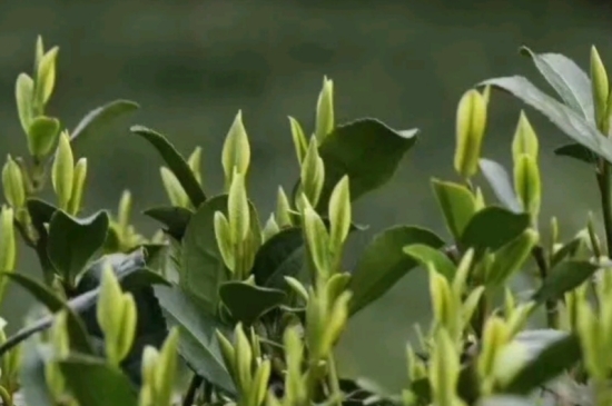 什么是雪前龍井茶，明前、雨前、雨后龍井有什么區(qū)別？