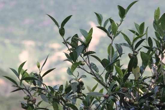 單叢茶十大香型以及常見品種大全，潮安鳳凰單樅十大名香歸類