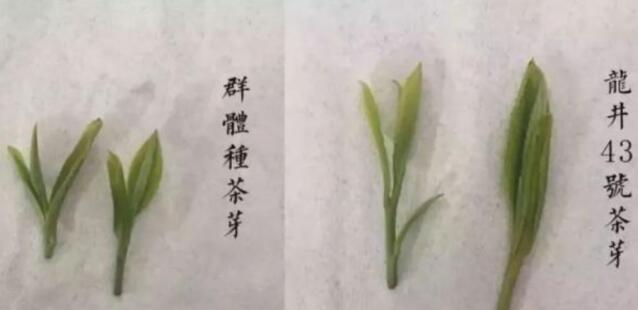 43號(hào)龍井屬于好茶嗎，龍井茶43號(hào)是什么意思？