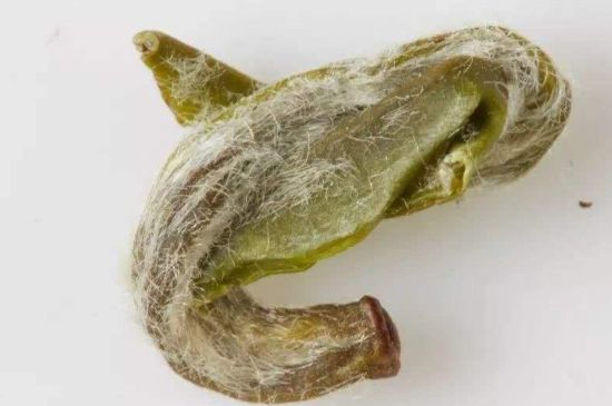 羊巖勾青是綠茶嗎，羊巖勾青茶屬于什么茶？