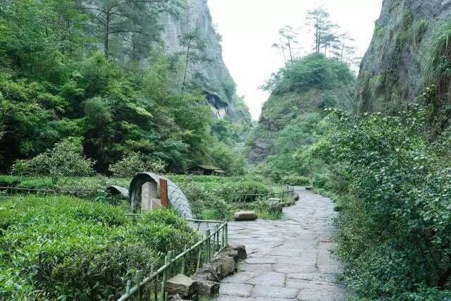 武夷山為什么盛產茶葉，武夷山茶為什么好喝？