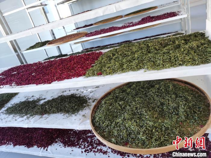 圖為王玲玲收購的各種山茶?！⊥貘Q遠(yuǎn) 攝