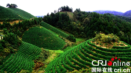 “以茶興縣”? 貴州雷山茶產(chǎn)業(yè)助力脫貧攻堅(jiān)